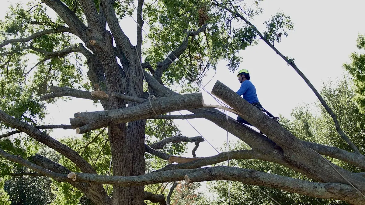 Professional Crown Thinning performed by certified arborists in Dunsmuir