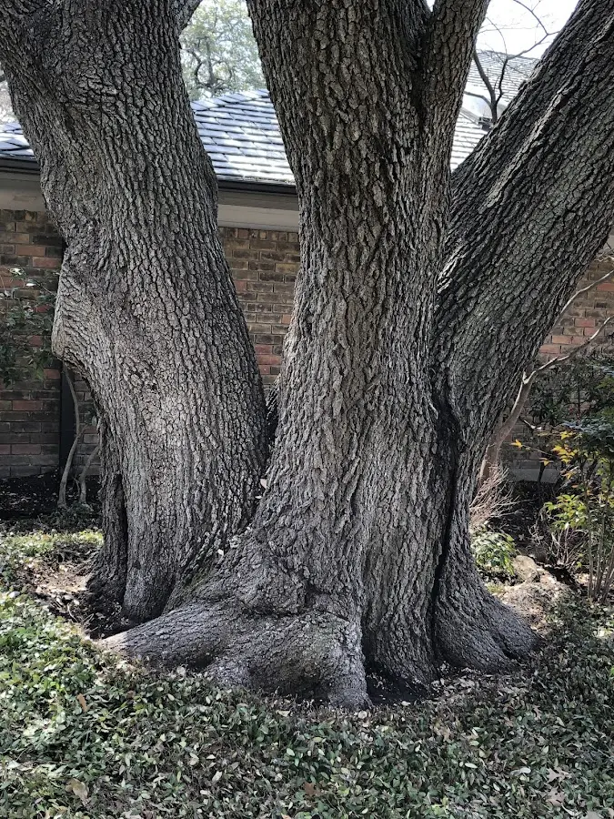 Mature heritage tree close to a Dunsmuir property cared for by certified arborists